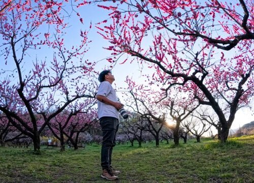 Thiên đường hoa anh đào’ ở Fukushima