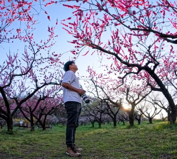 Thiên đường hoa anh đào’ ở Fukushima
