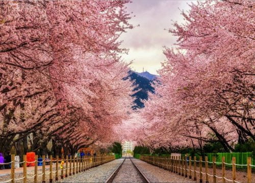 KHÁM PHÁ “XỨ SỞ KIM CHI” HÀN QUỐC (5 NGÀY 4 ĐÊM)