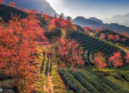 Tour Đà Nẵng – Hà Nội – Phú Thọ - Sapa - Ninh Bình  – Hạ Long 7N6Đ